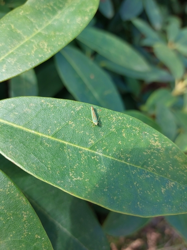 Rhododendron Leafhopper