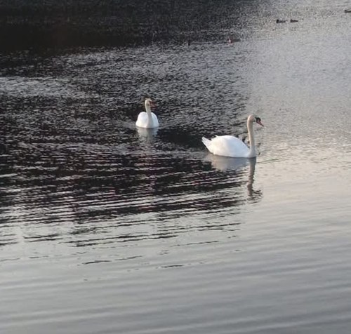 Mute Swan