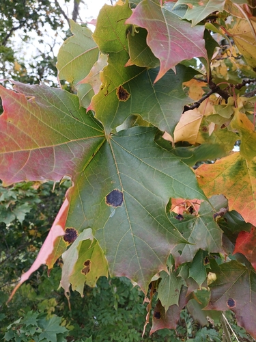 Black Tar Spot