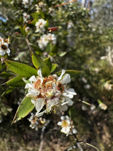 Melaleuca leucadendra observed 2026-09-20