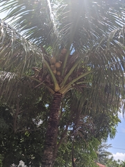 Cocos nucifera