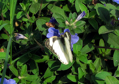 Appias libythea olferna