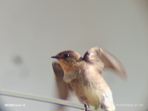 Southern Rough-winged Swallow