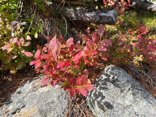 common bilberry