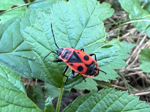 European Firebug