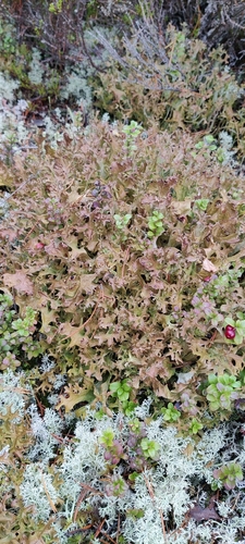 Iceland Lichen