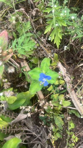 Benghal Dayflower