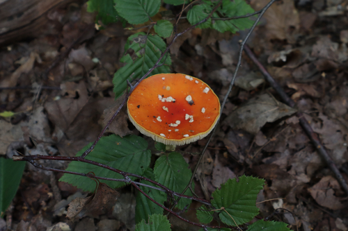 Fly Agaric