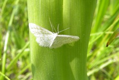 Idaea pallidata