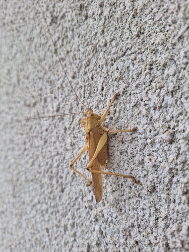Great Green Bush-cricket