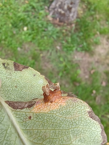 Pear Rust
