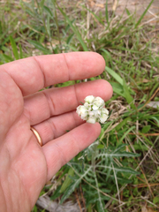 Hymenopappus artemisiifolius