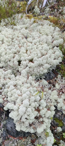 Star-tipped Reindeer Lichen