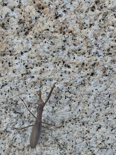European Mantis