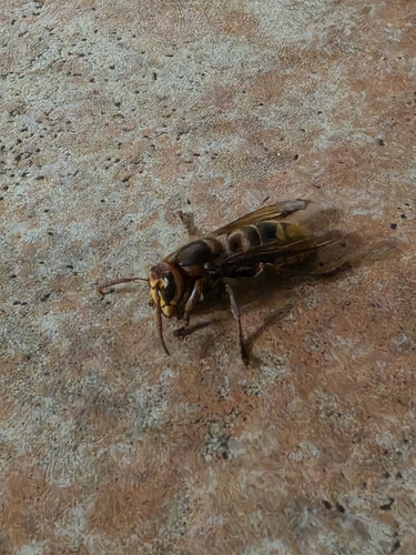 European Hornet