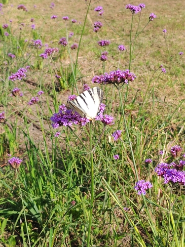Scarce Swallowtail