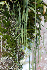 Rhipsalis lindbergiana, photograph (c) Donald Davesne, some rights reserved (CC BY)