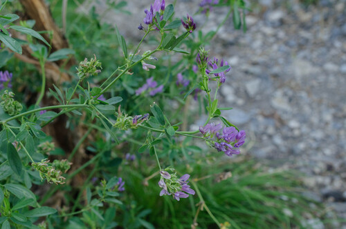 Alfalfa