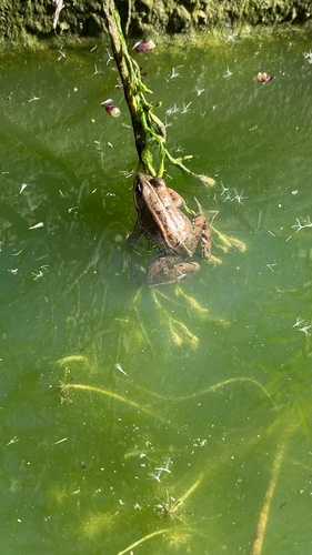 Iberian Green Frog