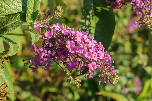 Butterfly bush