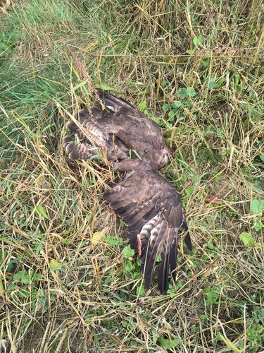 Common Buzzard