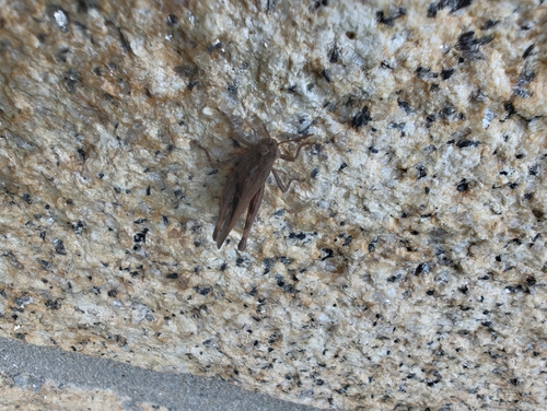 Broad Green-winged Grasshopper