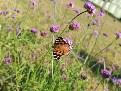 Painted Lady