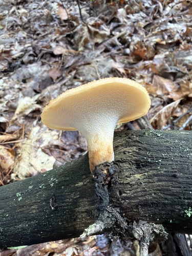 tuberous polypore