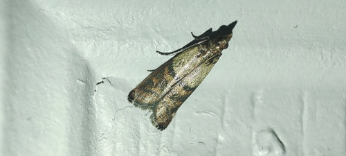 Indian-Meal Moth