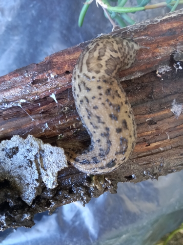 Leopard Slug