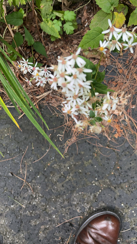 White Wood Aster