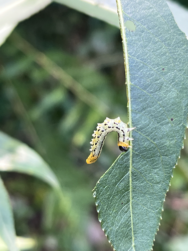 Lesser Willow Sawfly