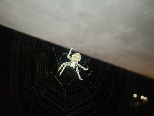 Angular Orbweaver Spider