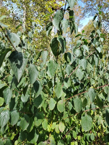 common dogwood