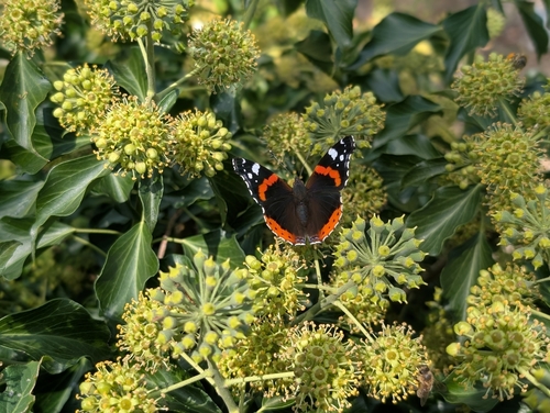 Red Admiral