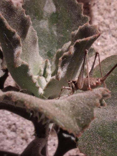 Portuguese Mountain Bush-cricket