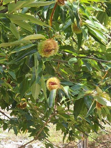 Sweet Chestnut