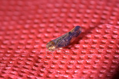 Eocenchrea maorica, 2025-10-11