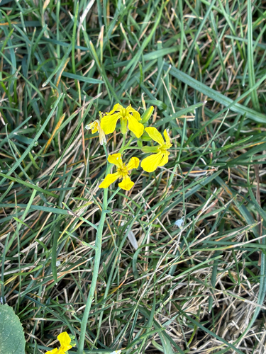 Наблюдение на iNaturalist
