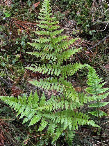 spinulose wood fern