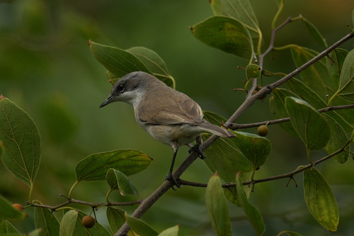 Lesser Whitethroat