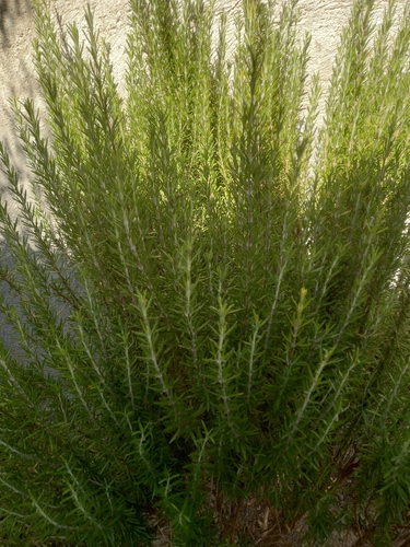 Rosemary