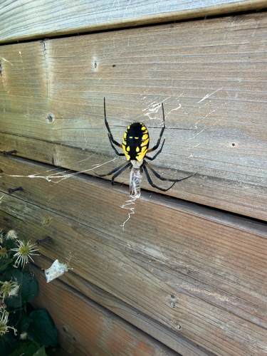 Yellow Garden Spider