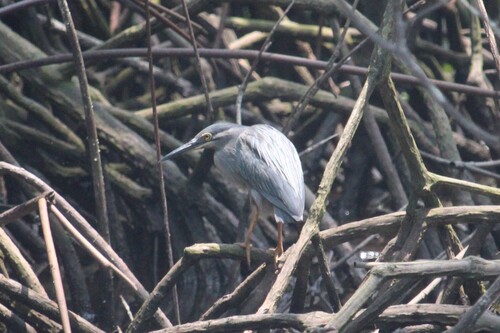 Little Heron