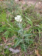 Hymenopappus artemisiifolius