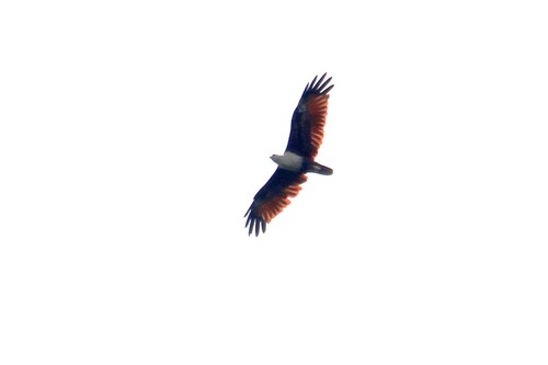 Brahminy Kite