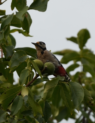 Great Spotted Woodpecker