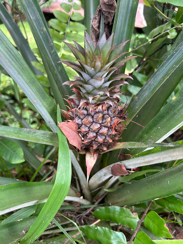 pineapple