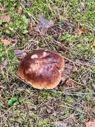 King Bolete