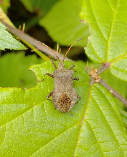 Dock Bug